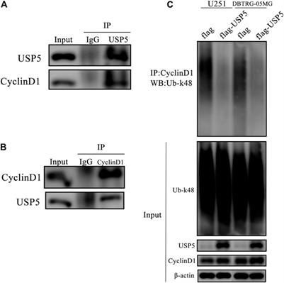 USP5 Sustains the Proliferation of Glioblastoma Through Stabilization of CyclinD1